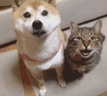 ˣСﻨȦ