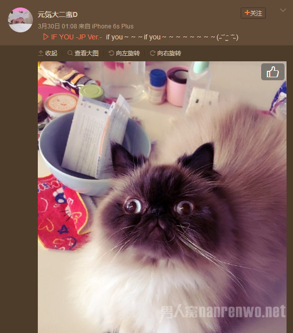中戏学生的猫