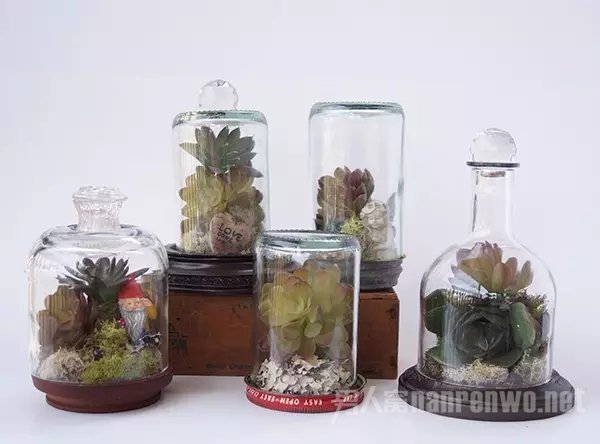 植物世界