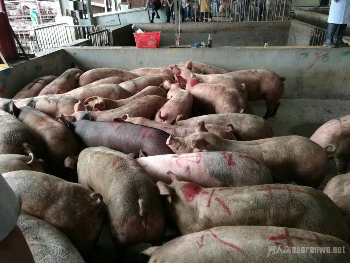 深圳查获私宰猪肉2.6万斤