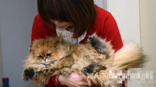 情侣2万元卖了亲生女，转身花2000买了只猫