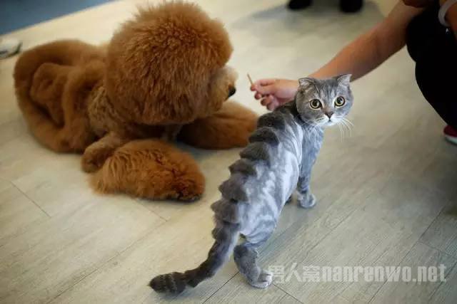 ȳ