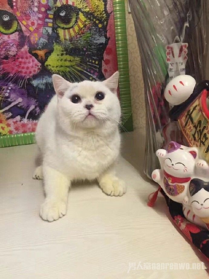 女子买猫反悔想退货