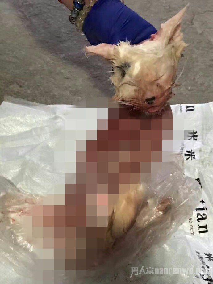 小猫的尸体