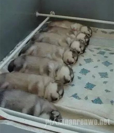 睡觉的动物