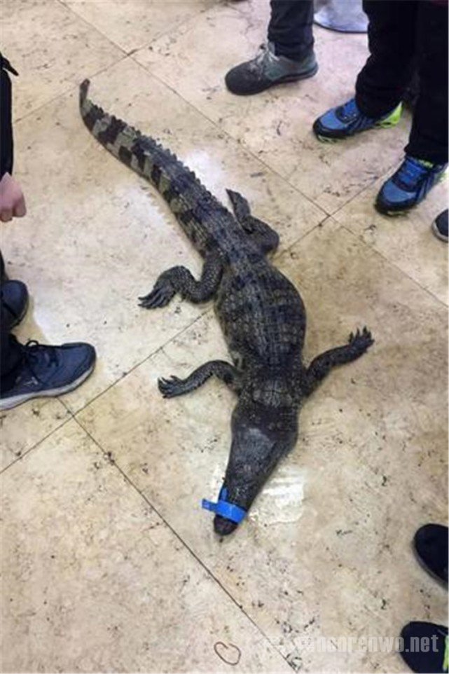 被捡的鳄鱼