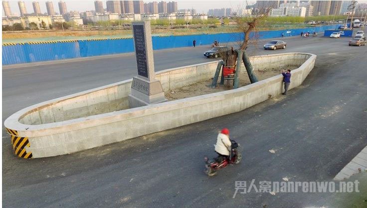 城市主干道为古树让道