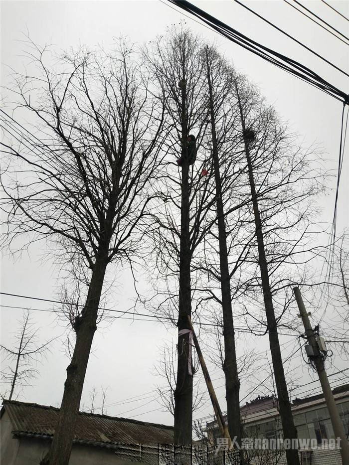 老人被困树上