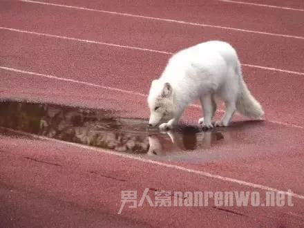 野生白狐闯入高中