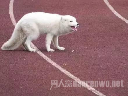 野生白狐闯入高中