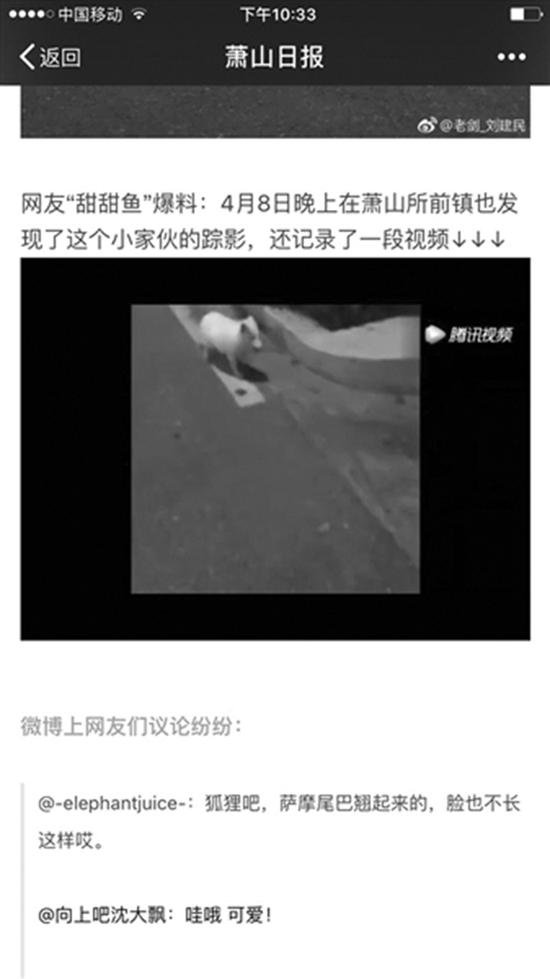 野生白狐闯入高中
