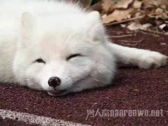 高中惊现北极白狐