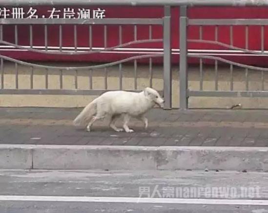 高中惊现北极白狐