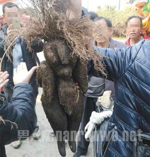 假冒的何首乌