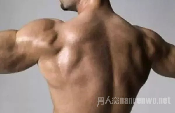 背阔肌