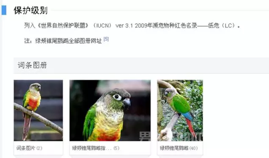 小太阳鹦鹉(学名绿颊锥尾鹦鹉) 图据百度百科