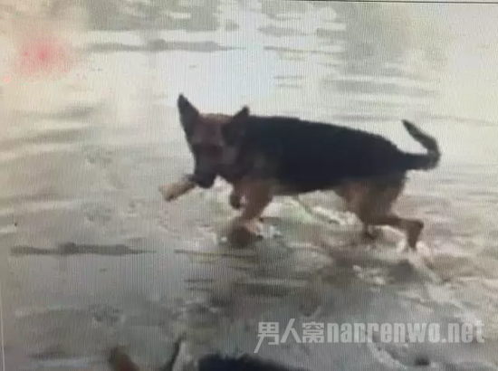 德国牧羊犬