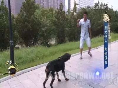 假装捡石头砸狗