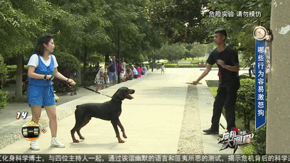 被狗认定为挑衅