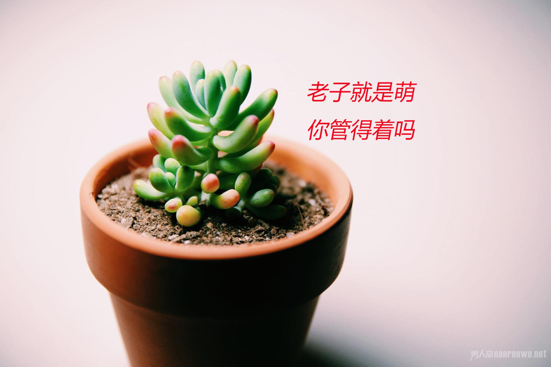 多肉植物为什么长得呆萌?