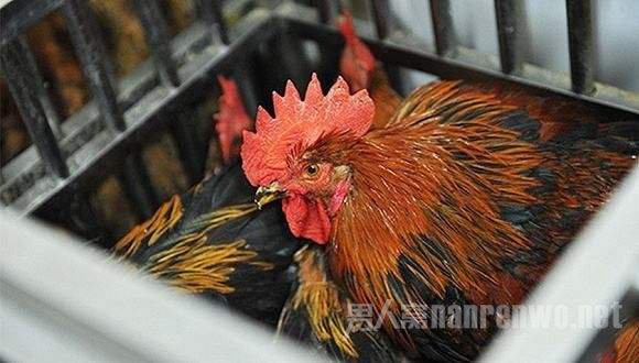 H7N9禽流感