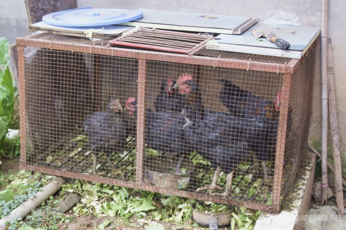 H7N9禽流感