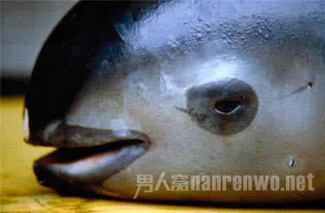 小头鼠海豚