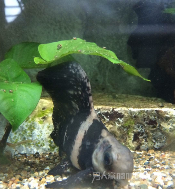 胭脂鱼