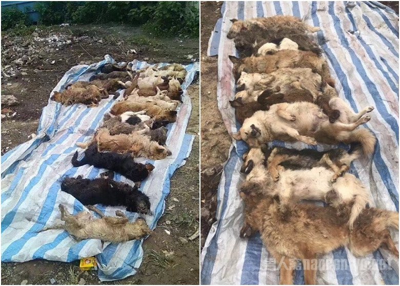 途中失去的狗