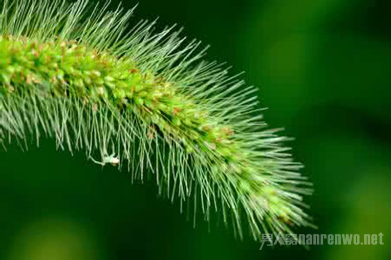 狗尾巴草