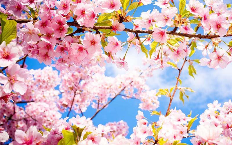 樱花