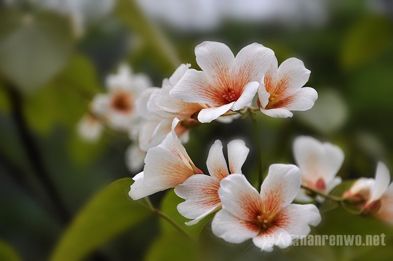 油桐花
