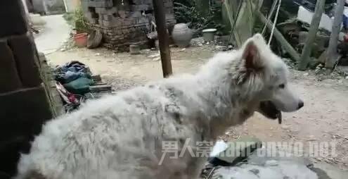 忠犬护主