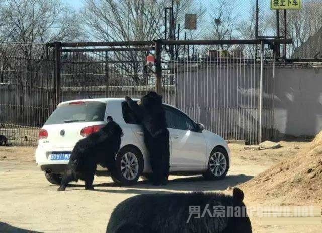 黑熊伤人