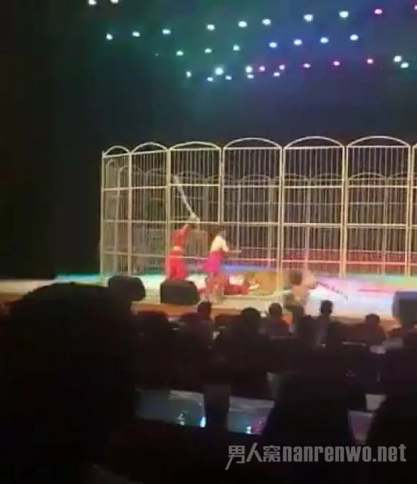 老虎表演中扑倒驯兽师撕咬
