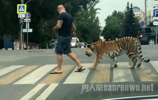 俄男子上街遛老虎