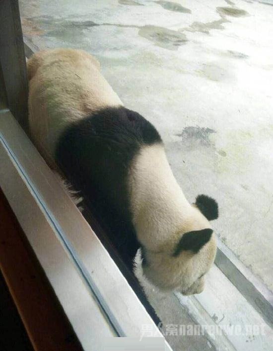 动物园大熊猫瘦得皮包骨