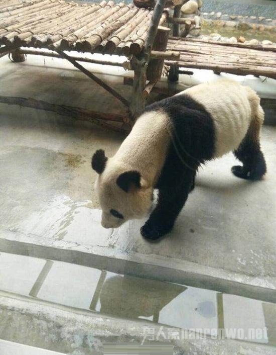 动物园大熊猫瘦得皮包骨