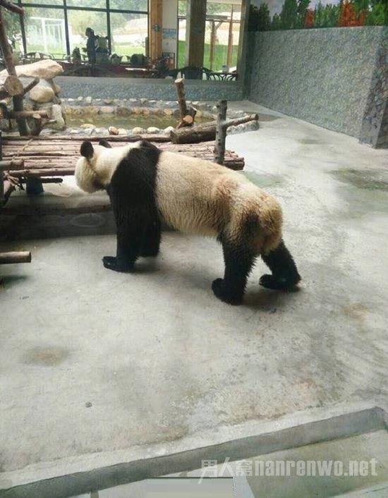 熊猫皮包骨