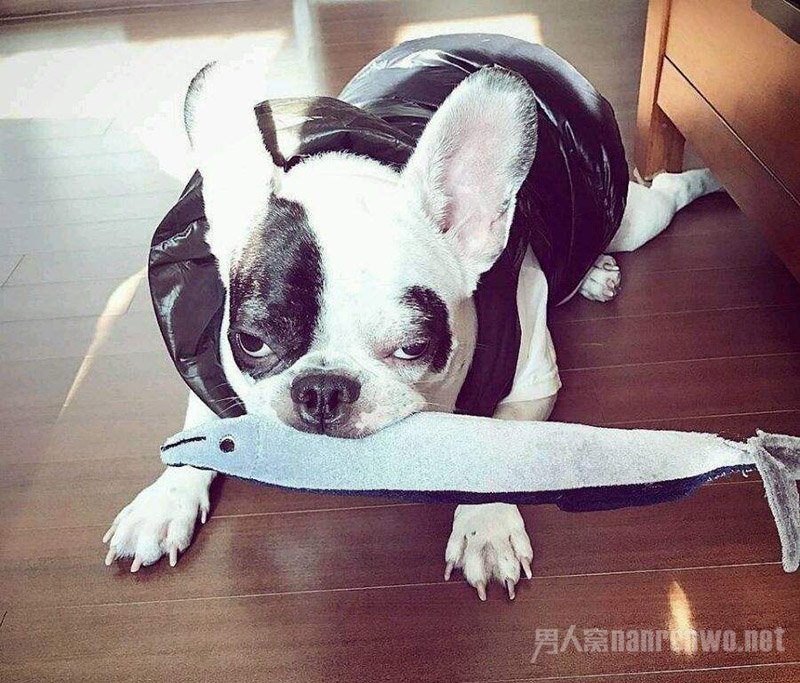 崔始源爱犬