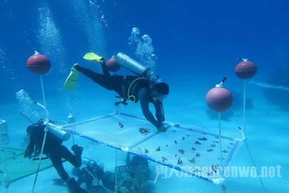 中科院南海海洋研究所科学家在海底种珊瑚