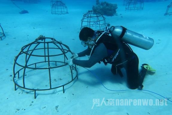 中科院南海海洋研究所科学家在海底种珊瑚