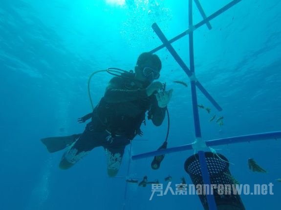 中科院南海海洋研究所科学家在海底种珊瑚