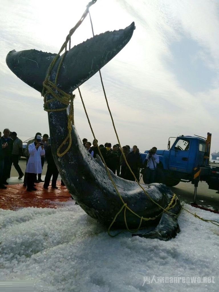 ������ͷ������