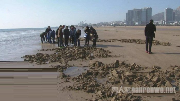 市民组团挖海知了