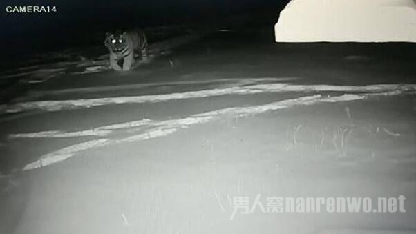 东北虎现身
