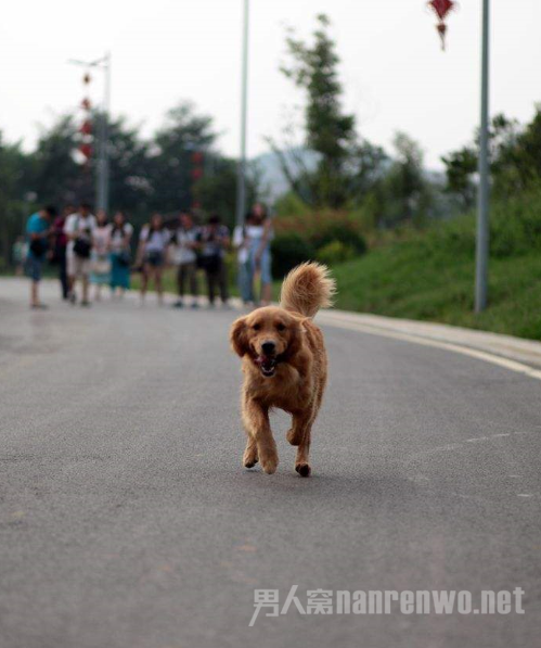 女主人出嫁爱狗狂追婚车