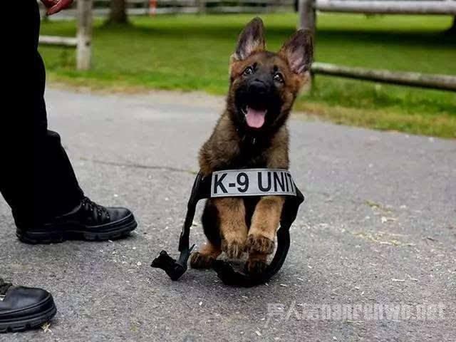 警犬