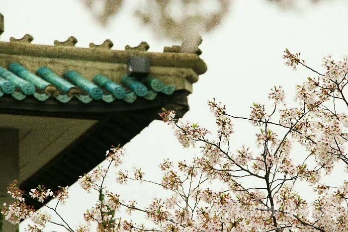 武大樱花