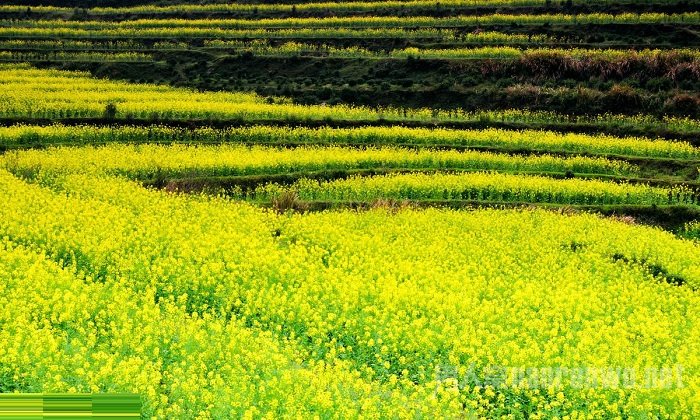 婺源旅游攻略